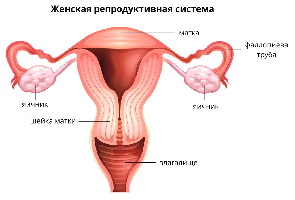 Язвы и эрозии половых органов